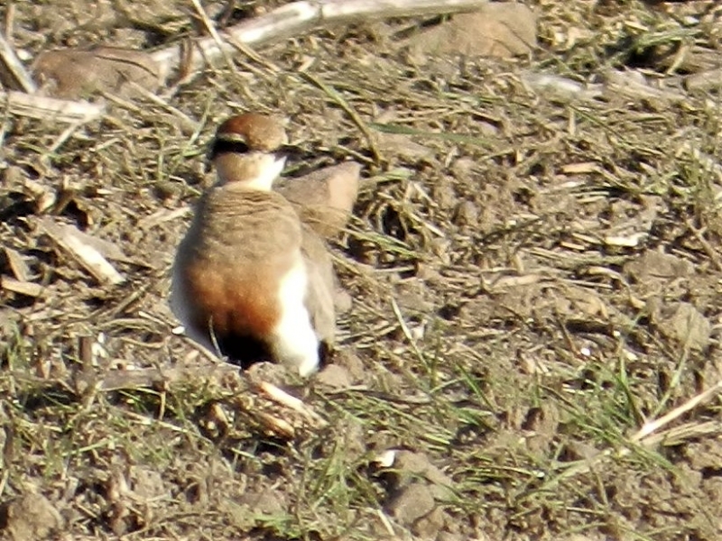 x5 Temmincks Coursers spotted at Skaamgesiggie Bird Sanctuary in Nuwejaars Wetland SMA. Spotted by Liohan Gilliomee.